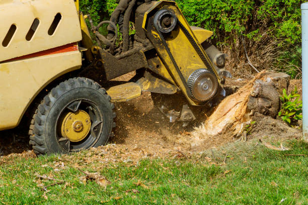Best Tree Health Inspection  in Maine, WI