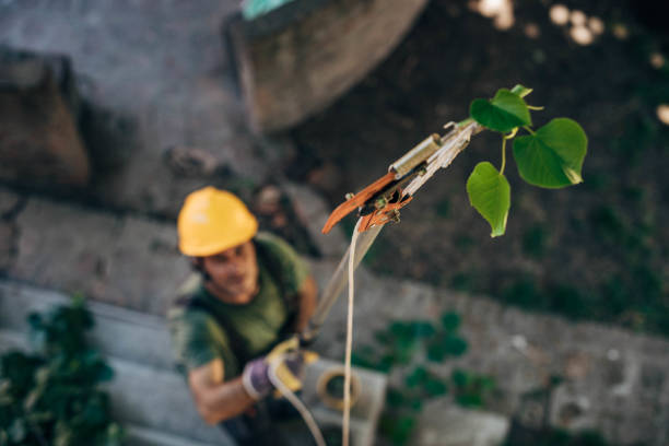 Professional Tree Services in Maine, WI