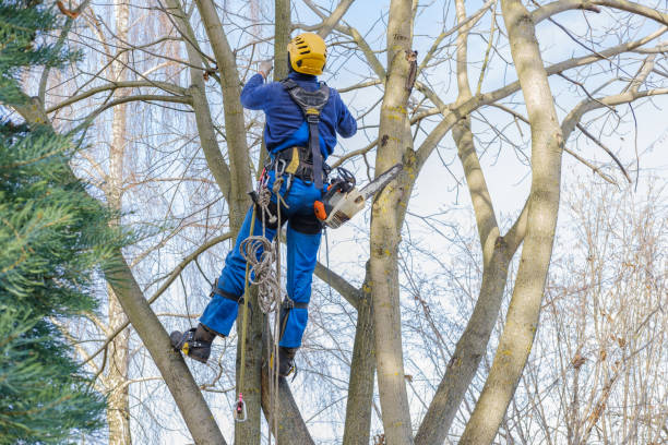 Best Tree Mulching  in Maine, WI